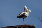 Storch mit Tamron