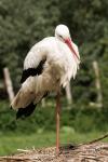 Storch