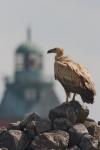 Gänsegeier vor Leuchturm Neuwerk