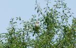 unbek.Vogel 2