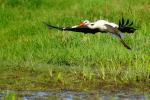 Storch hebt ab