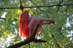 Flamingo durchleuchtet