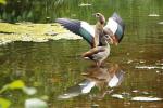 Nilgänse