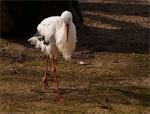 Storch