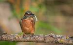 Eisvogel mit Fisch