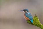 Eisvogel