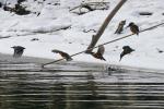 mein erster Eisvogel