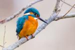 Eisvogel auf Ansitzast