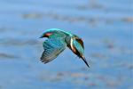 Eisvogel im Flug 2