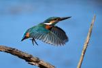 Eisvogel im Flug 3