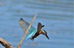 Eisvogel im Flug 4