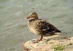 Ente am Rhein