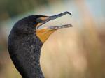 double crested cormorant