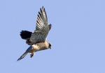 Falke fliegt weiter