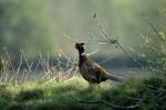 Fasan in der Abendsonne