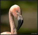 Flamingoportrait