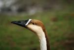 Die unbekannte Gans