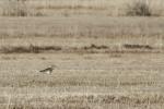 Großer Brachvogel 1