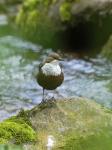 Wasseramsel