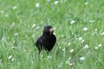 Herr Amsel