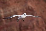 Bastölpel auf Helgoland