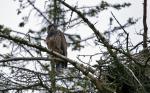 Junger Weißkopfseeadler