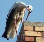 nachdenklicher Jungstorch