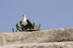 Seeadler am Victoriasee