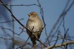 Kleiner Spatz im Zweiggewirr