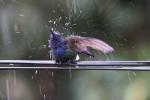 Kolibri duscht