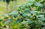 Kolibri Costa Rica 1