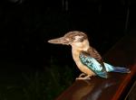 Kookaburra