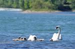 Schwanfamilie bearbeitet