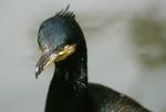 Kormoran