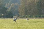 Kranichpaar mit Jungvogel