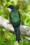 Kuba Trogon