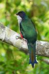 Kuba Trogon