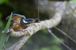 Eisvogel
