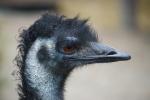 Curly Sue im Londoner Zoo