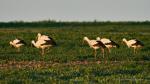 Storch-02