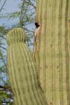 Kaktus mit Vogel (Crop)