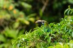 Emerald Tucan Monteverde