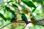 Kolibri Monteverde 3