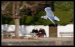 Möwe im Flug 3