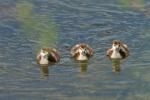 Nilgans_1