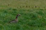 Nilgans  mit der Panasonic Lumix FZ100