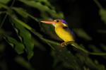 Oriental Dwarf Kingfisher