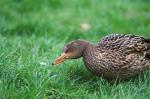 Wasser im Ohr oder Ich höre das Gras wachsen