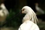 Löffler aus dem Tierpark Nürnberg