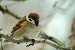 Spatz - Feldsperling - Passer montanus